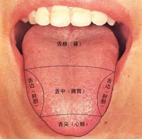 舌头五脏 舌象