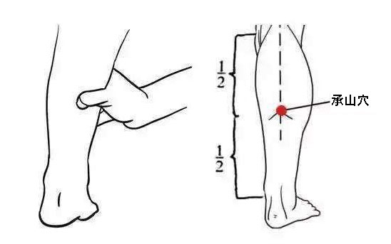 人体穴位图 承山穴