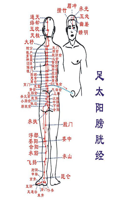 人体经络图 足太阳膀胱经