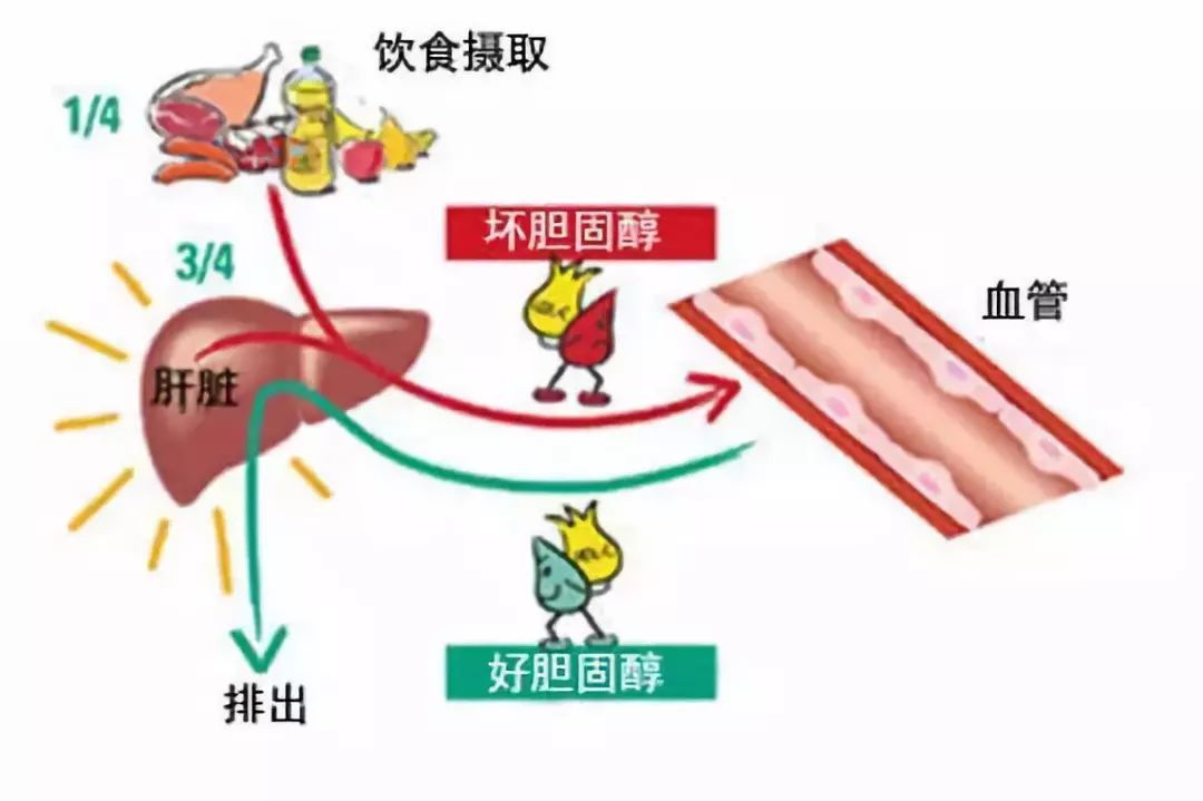 好胆固醇 坏胆固醇