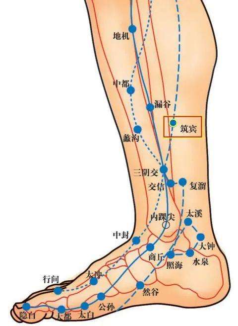 小腿内侧的经络图图解图片